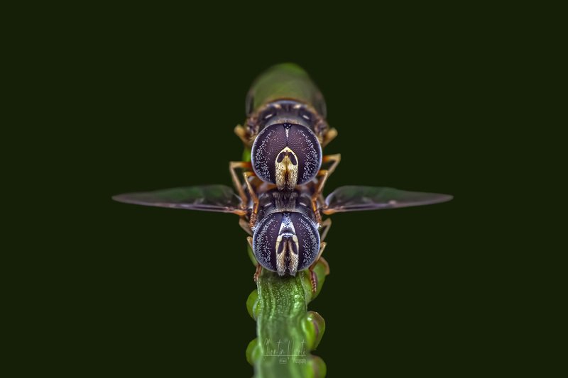 fly, insects, nature, natural, garden, beauty, eyes, macro Couple fly фото превью