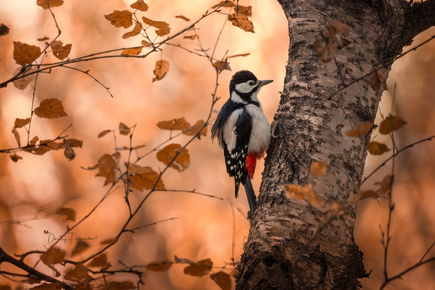 природа, лес, поля, огороды, животные, птицы, макро, Дмитрий Посевич