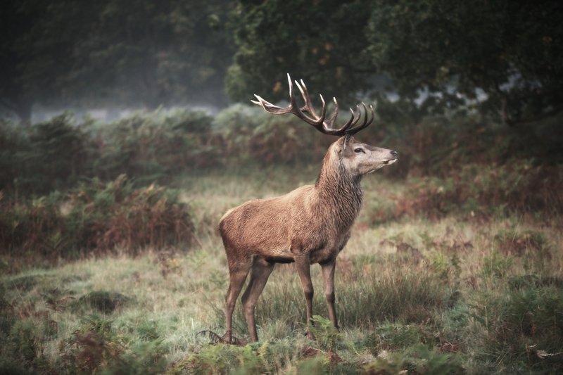 H E R N фото превью