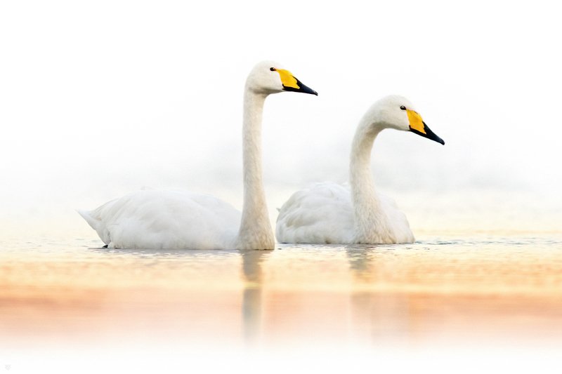 whooper swan, swan, wildlife, birds,лебедь-кликун, лебедь, дикая природа, птицы Whoopers фото превью
