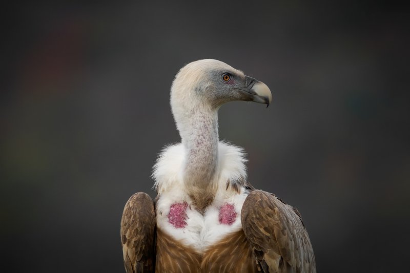 Portrait... фото превью