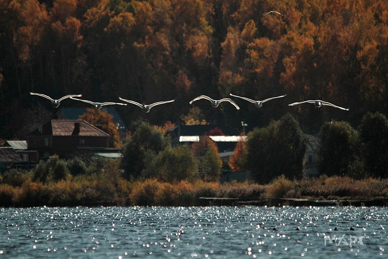 животные птицы лебеди шипуны озеро кандры-куль башкирия лебеди шипуны фото превью