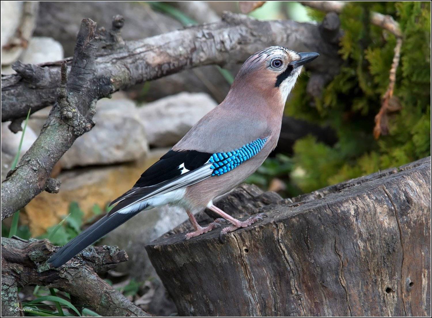 птица,сойка, Александр Чувилин