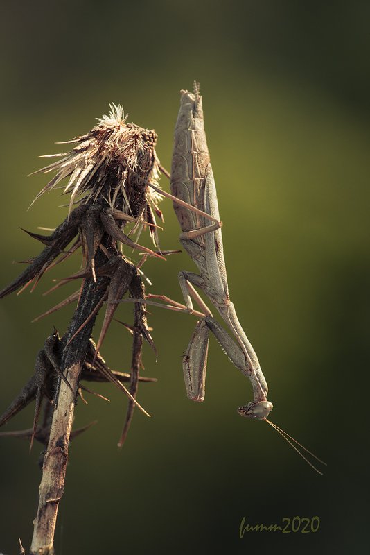 БОГОМОЛ ОКТЯБРЯ 2020 фото превью