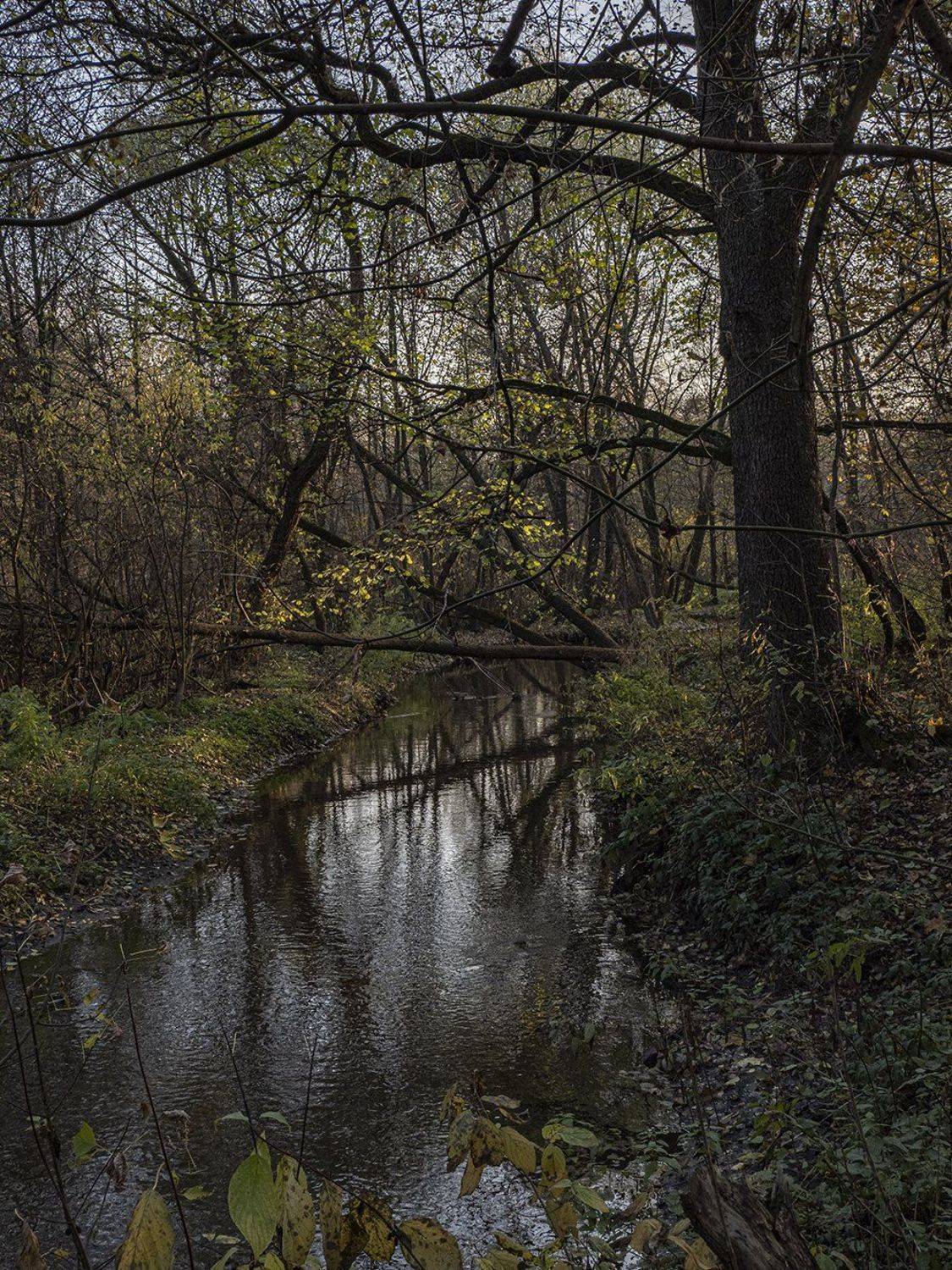 река, природа, лес, Сергей Духанин