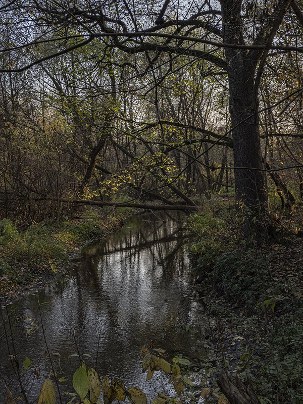 река, природа, лес речушка фото превью