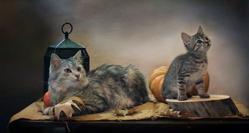 композиция, животные, кошки, кот, котенок, тыква, фонарик, камелек, осень Про котиков и тыквы фото превью