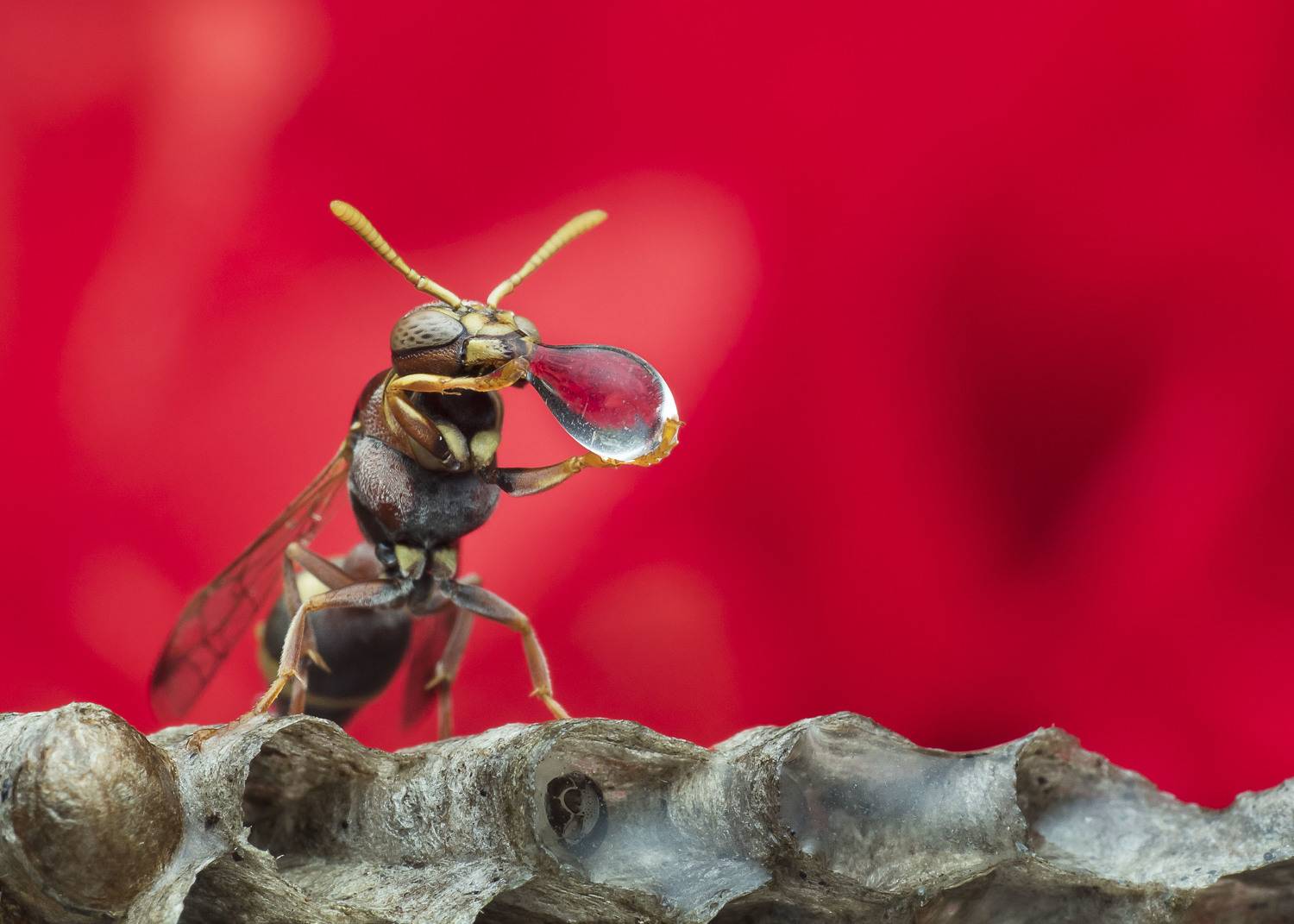 #macro#wasp#waterbubble#reflection#colors, Choo How Lim