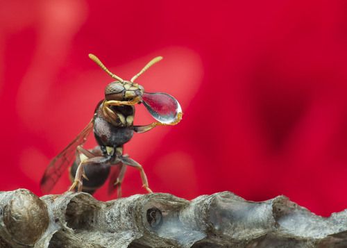 Wasp Blowing Water Bubble