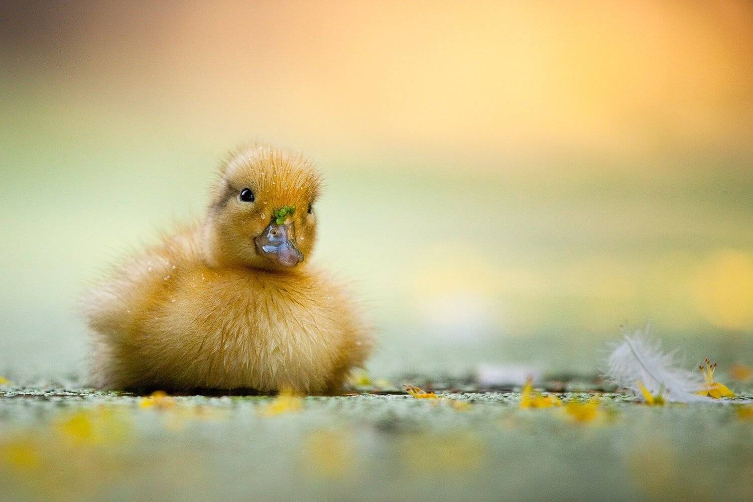 , Robert Adamec