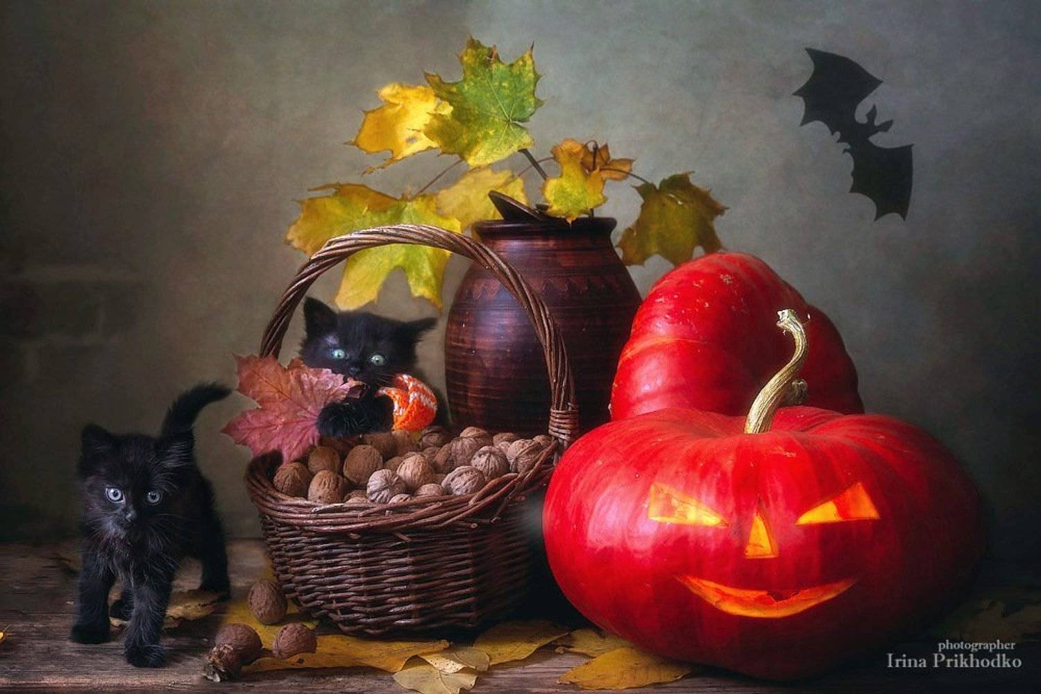 натюрморт, зоонатюрморт, котонатюрморт, котята, хэллоуин, постановочное фото, осень, тыквы, джек-фонарь, Ирина Приходько