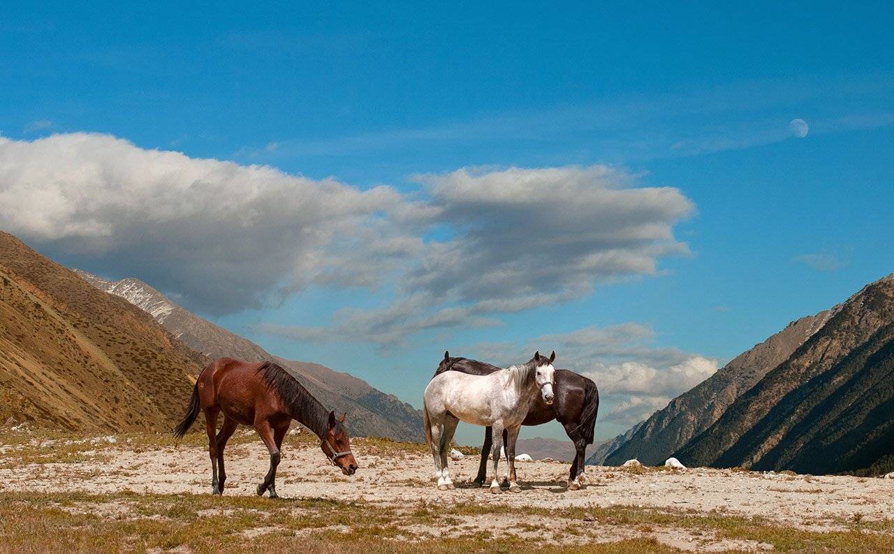 , Хасан Журтов