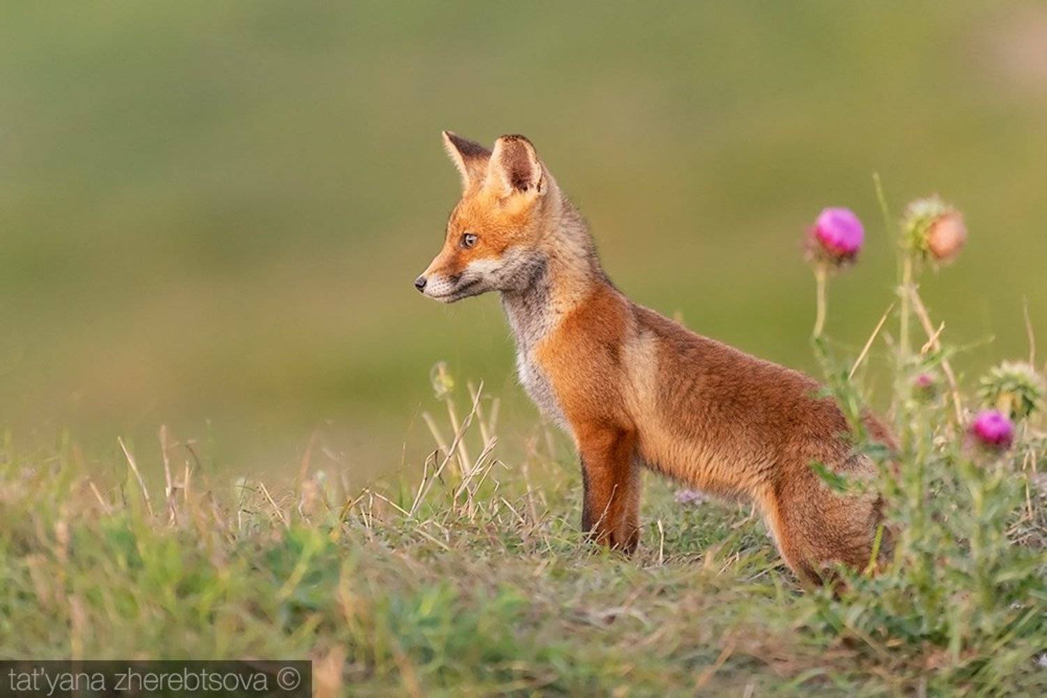 fox, my-mriya, mymriya, wildlife,, Татьяна Жеребцова