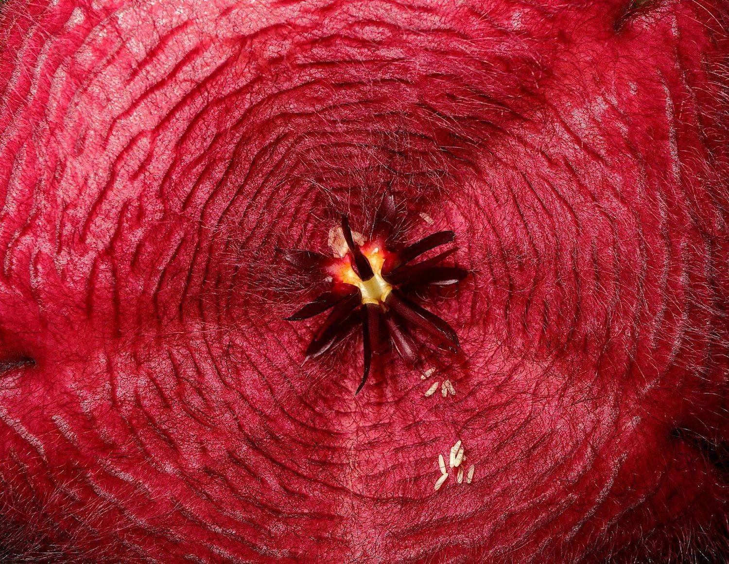 сиапелия, Александр Зорин