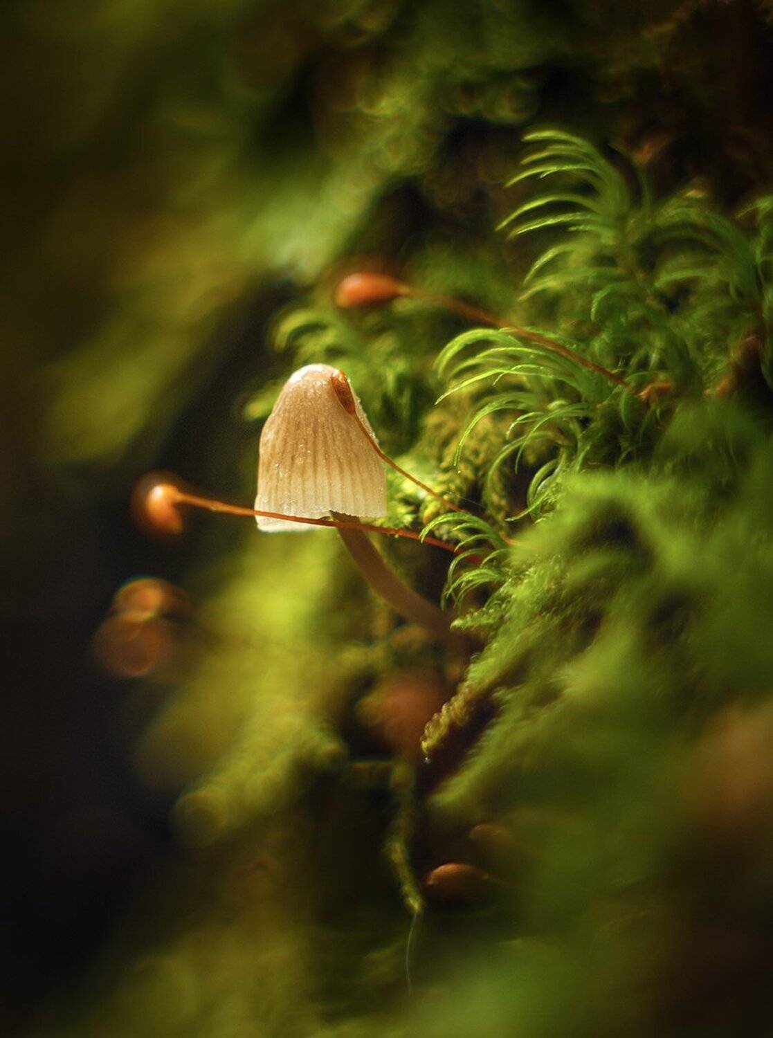 , Николай Андреев