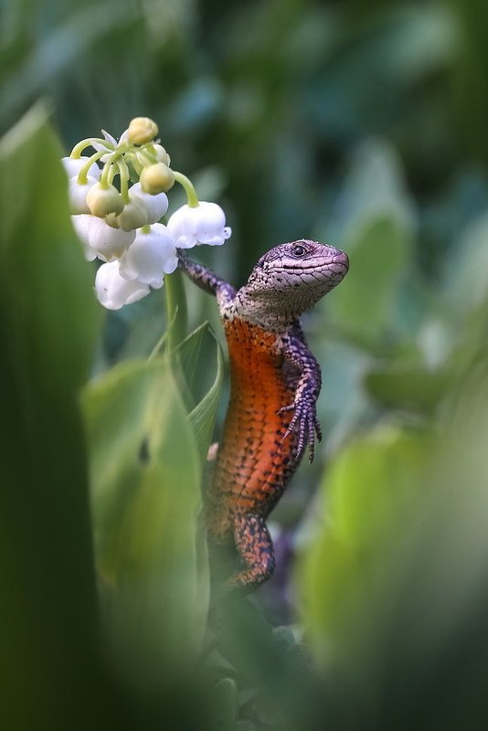 Ландыши для любимой фото превью