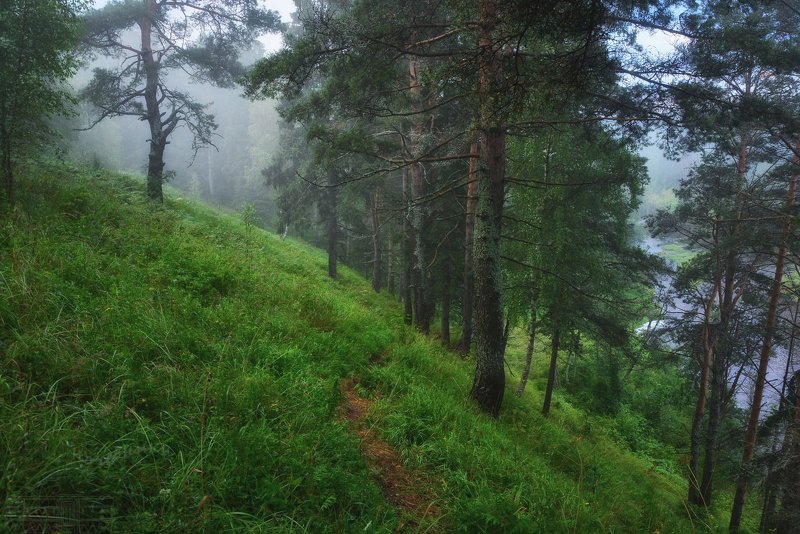 туман, лес В стране туманов фото превью