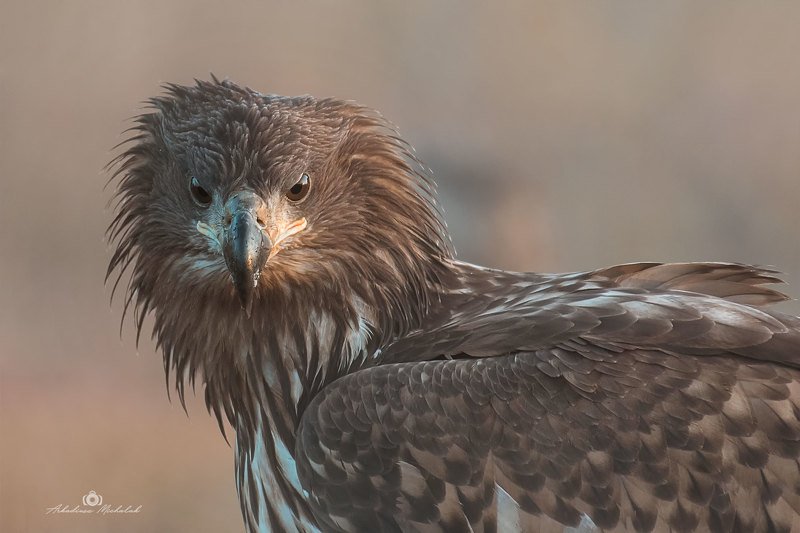Bielik (Haliaeetus albicilla) фото превью