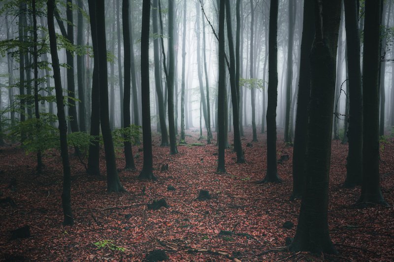 forest, fog, rain, autumn, forest landscape, trees, mystical, mysterious Toward the light фото превью