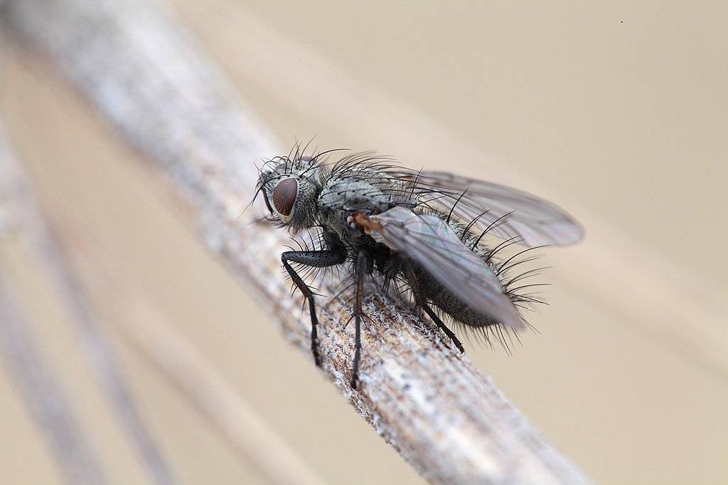 , Сергей Таланов