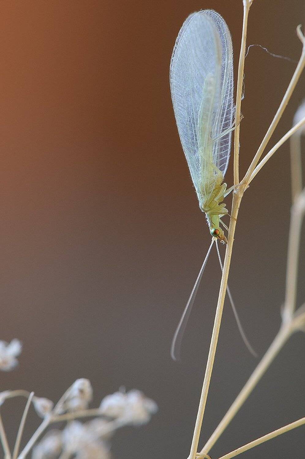 , Кузнецов Дмитрий
