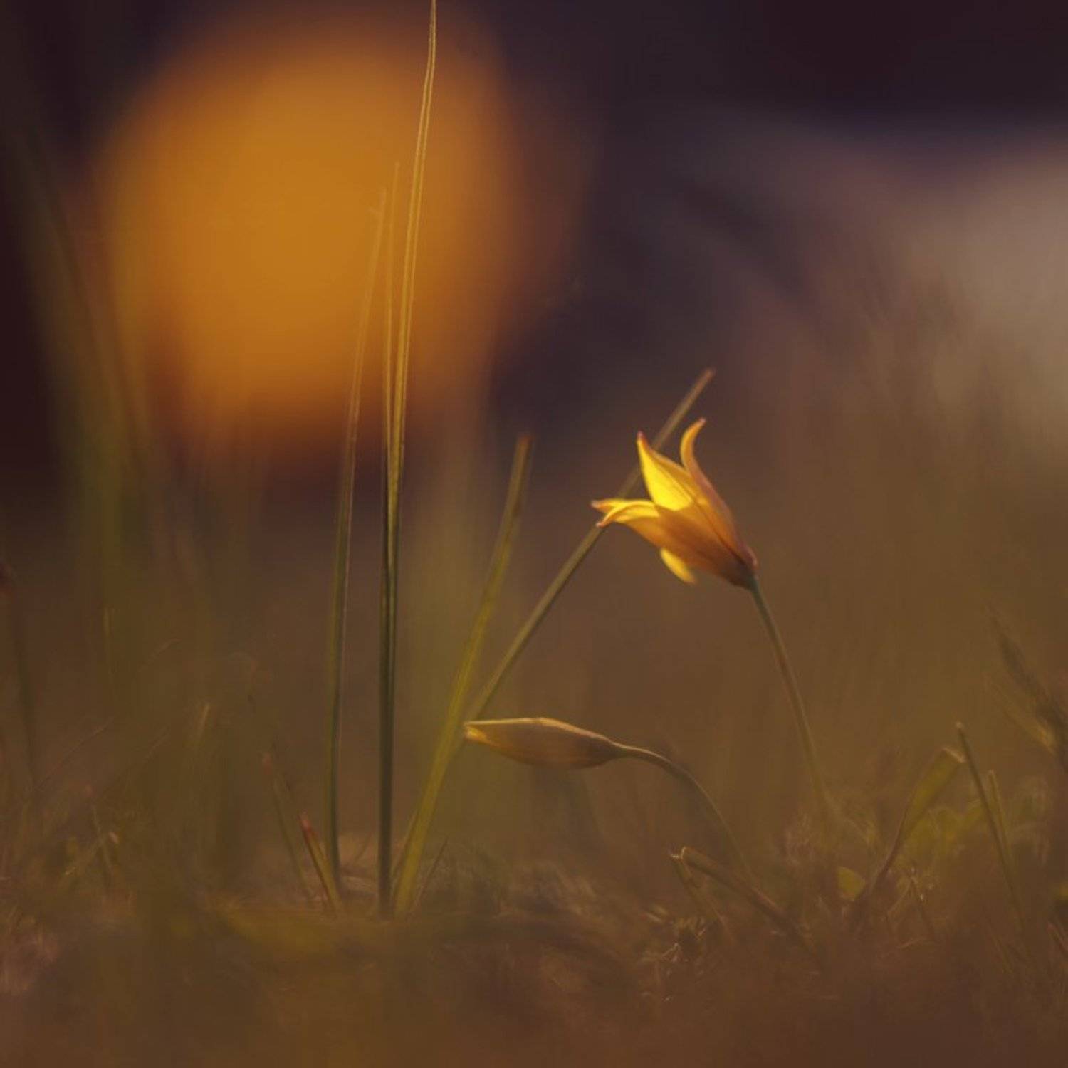 , Татьяна Аверина