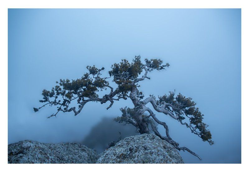 Бонсай фото превью