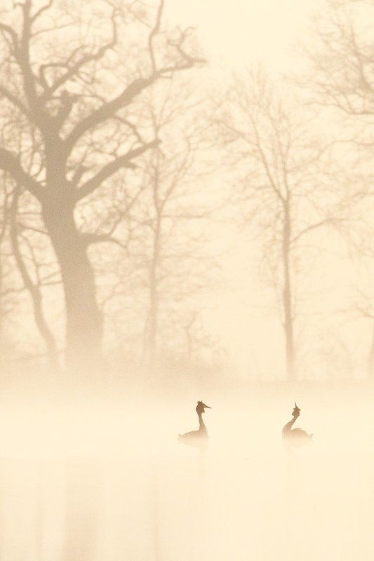 in love II фото превью