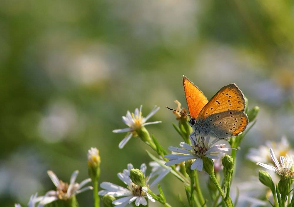 , Чепленко Алексей