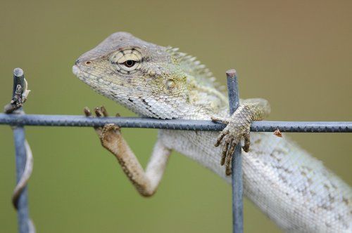 Пять пальчиков