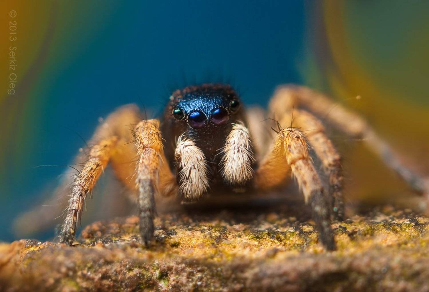 jumping spider, macro, close-up, nature,asianellus festivus, small, cute, eyes, jump, spider, art, ukraine, chernivtsi, oleg serkiz, олег серкиз, макро, паук скакунчик, Oleg Serkiz