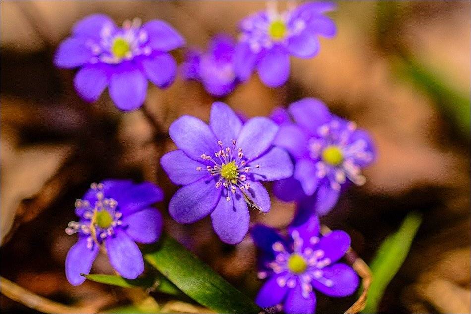 , Бурлов Андрей