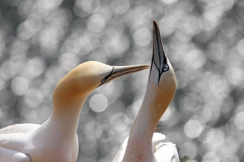 in love III фото превью