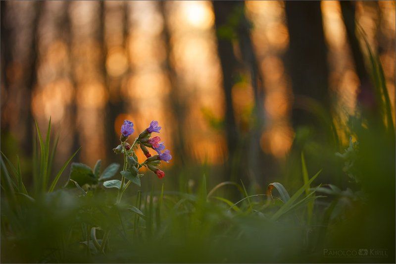 На закате фото превью