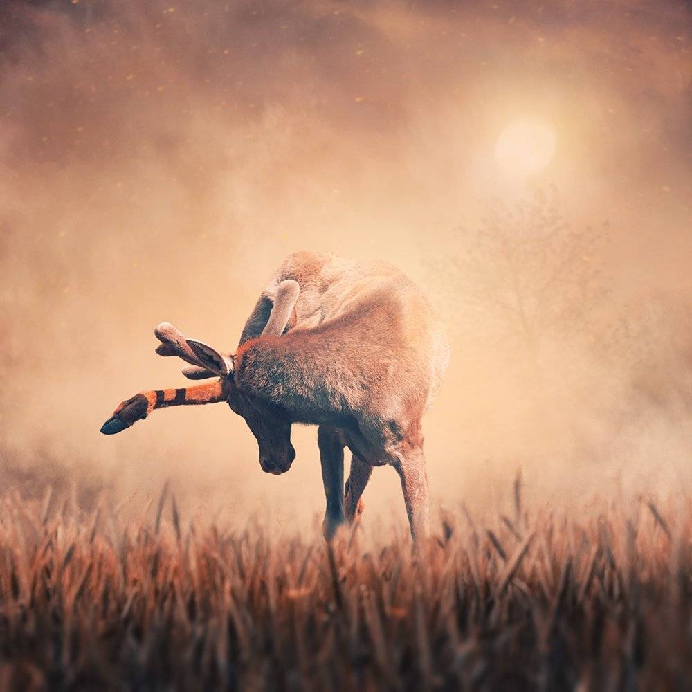 deer, sun, umbrella, ground, sky, clouds, light, relaxing, psd, tutorials, manipulation, tulips, shinning, light, tree, heat, heat, grain, Caras Ionut