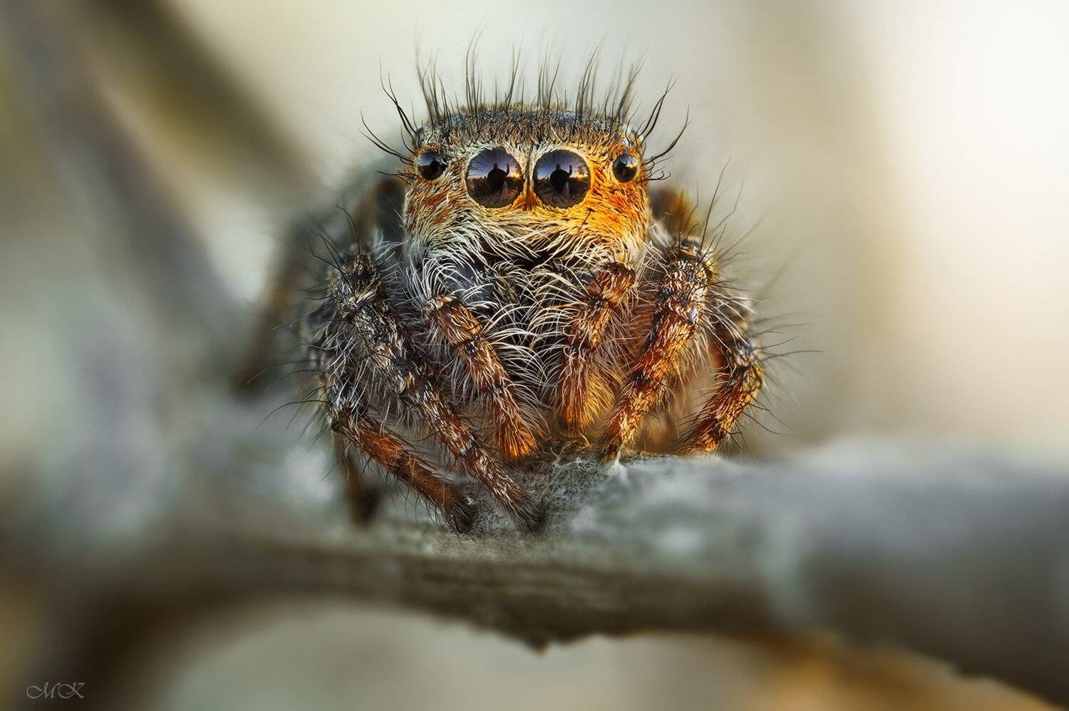 утренний, автопортрет, в, глазах, паука-скакуна, Miron Karlinsky