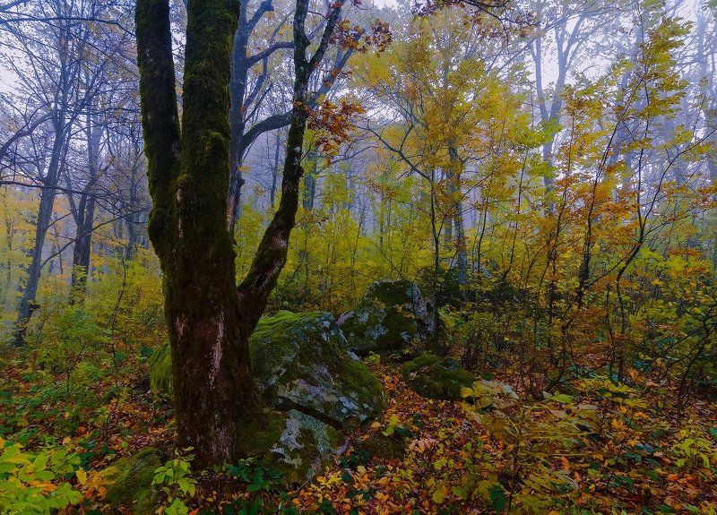 Осенний лес фото превью