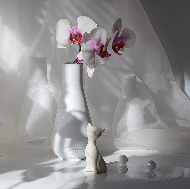 натюрморт, цветы, орхидея, кошка, мышка Лето и Зима фото превью