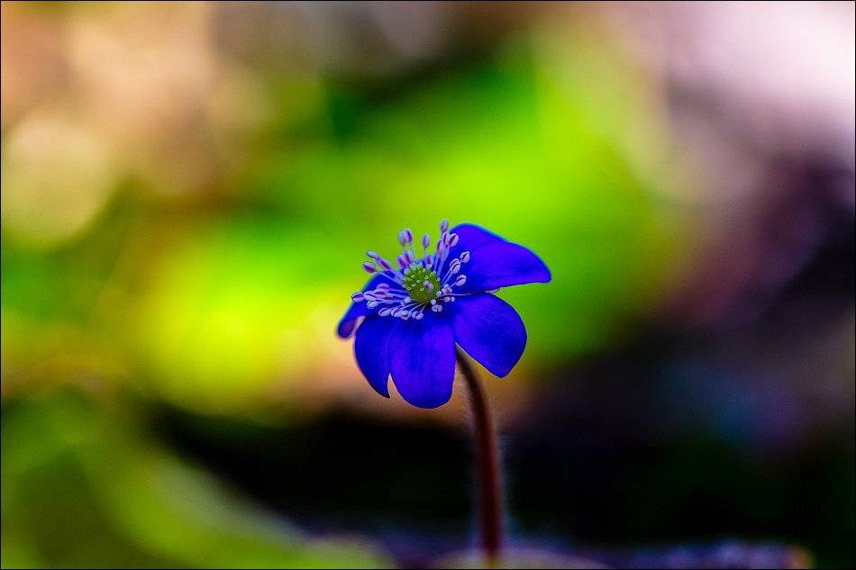 , Бурлов Андрей