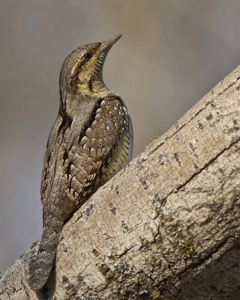 вертишейка, Ляпустин Юра