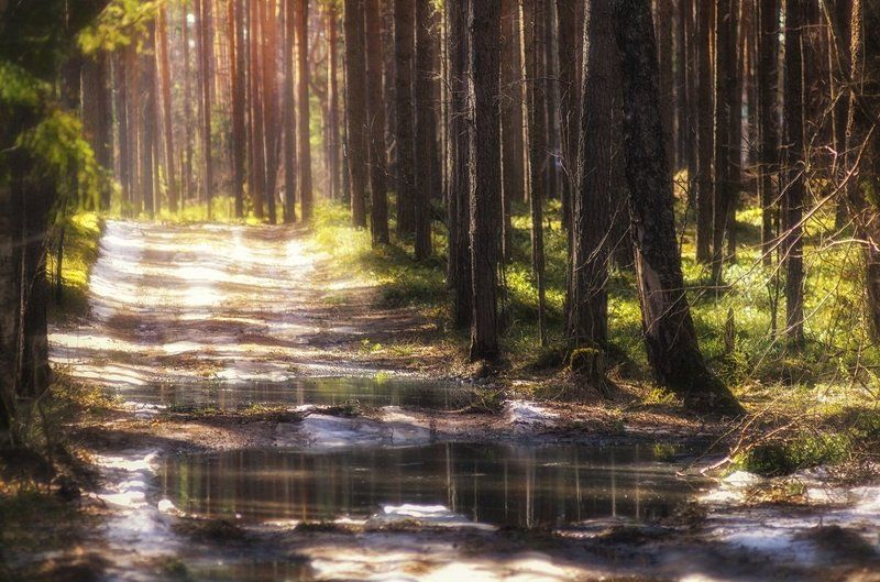 Весна в лесу фото превью