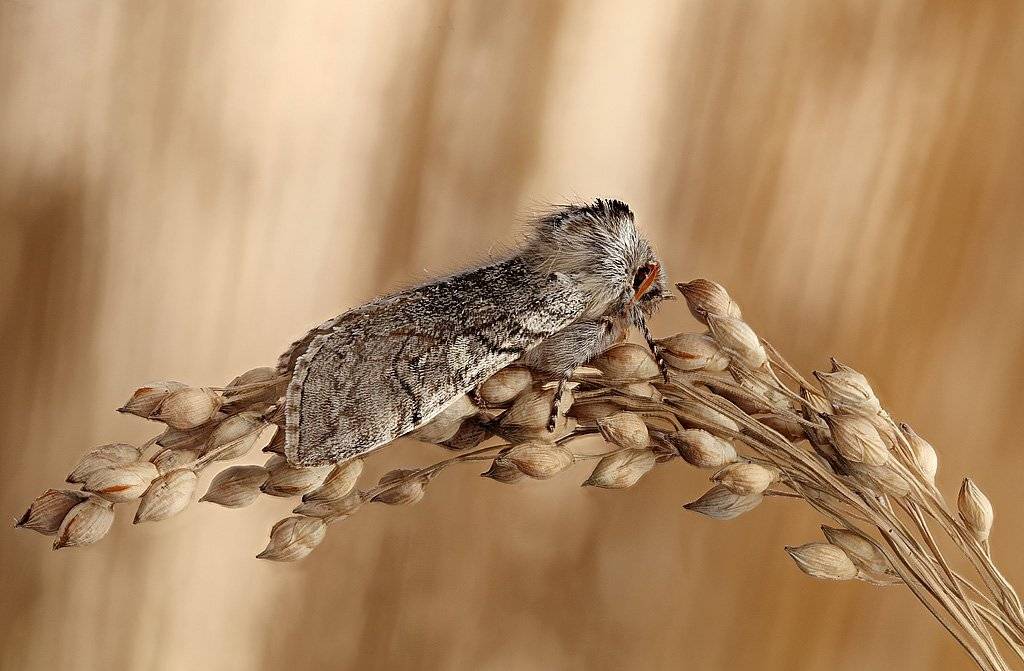 , Сергей Таланов