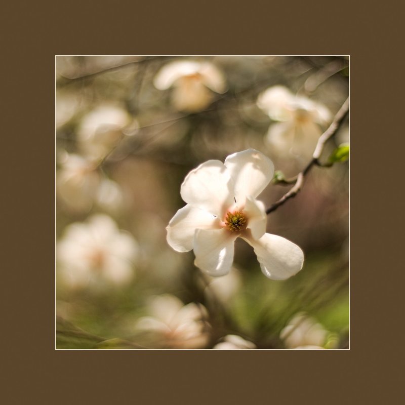 Solo фото превью