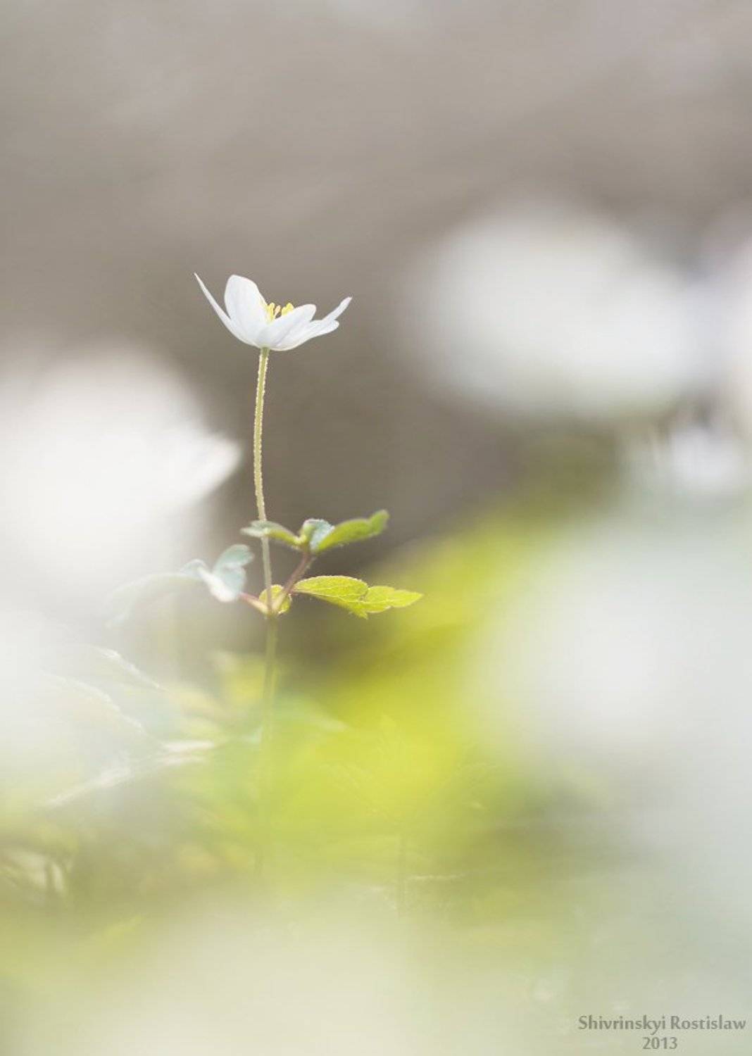 , Шивринский Ростислав