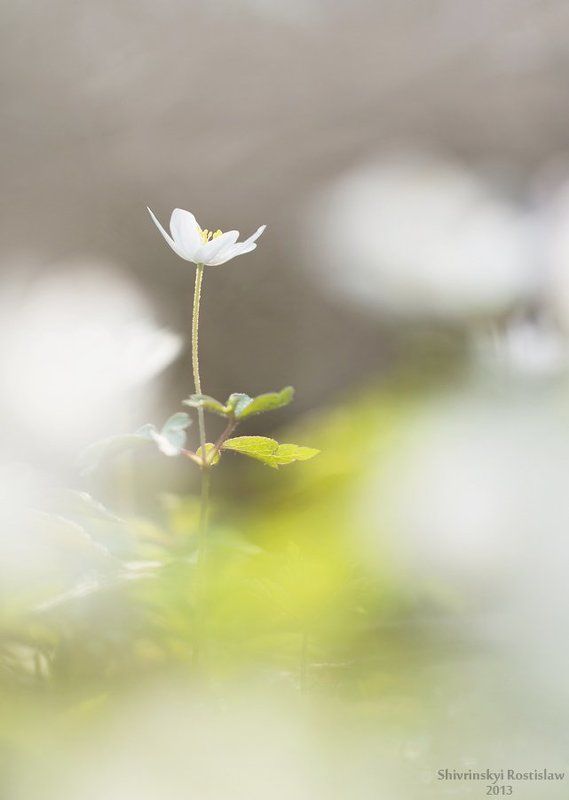 Анемона фото превью