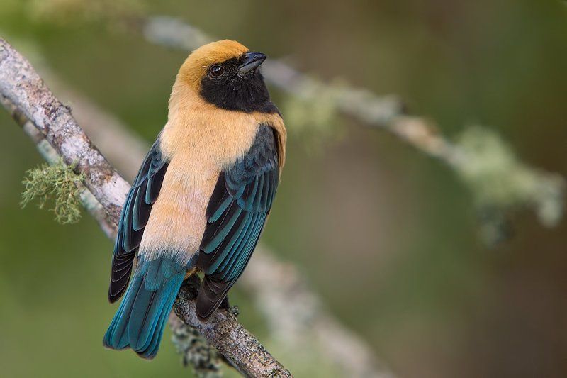 бразилия, кайенская танагра, птицы Кайенская танагра фото превью