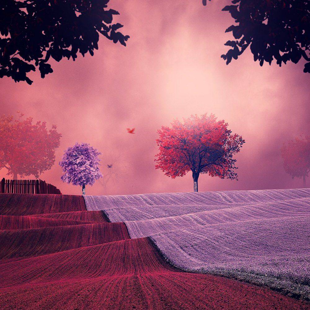 red, pink, infusion, manipulation, psd, tutorials, dreaming, leaf, tree, field, wave, light, spot,, Caras Ionut
