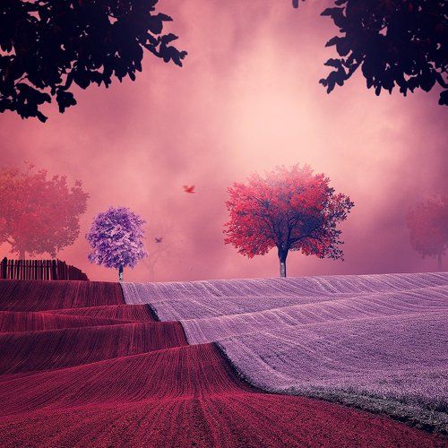 Infusion