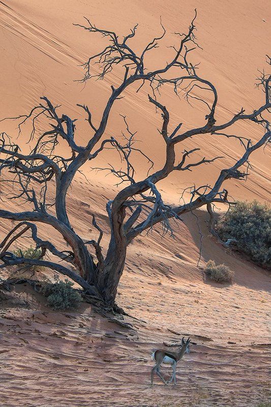 В поисках тени фото превью