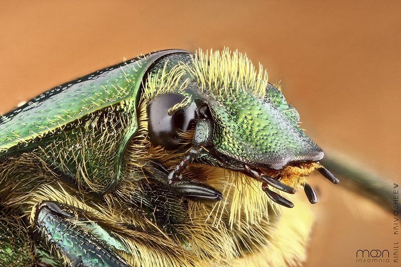 Бронзовик фото превью